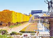 国営昭和記念公園。秋はイチョウが美しい